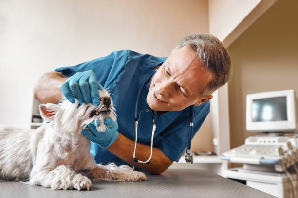 Best Broken or Chipped Tooth Repair in Orting, WA